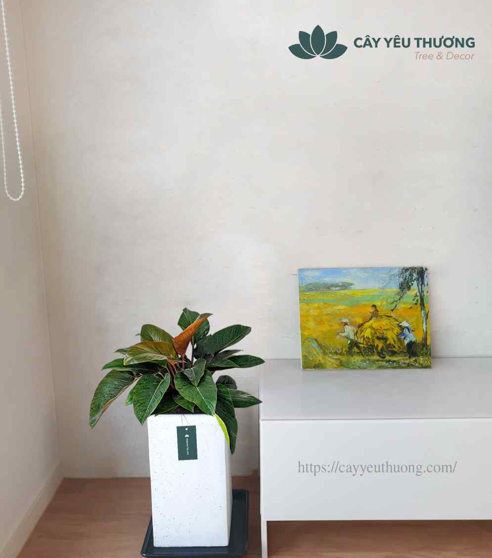 Top 15 cây cảnh tặng khai trương ý nghĩa,Đẹp,giá rẻ tại Tp.HCM