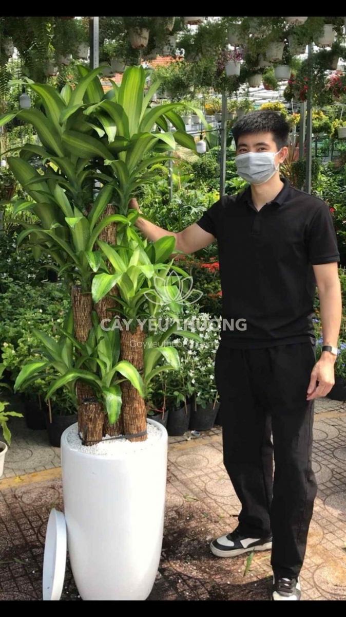 món quà khai trương ý nghĩa, tượng trưng cho tài lộc, may mắn và sự phát triển bền vững tốt nhất năm 2025 - 2026 món quà khai trương ý nghĩa, tượng trưng cho tài lộc, may mắn và sự phát triển bền vững tốt nhất năm 2025 - 2026