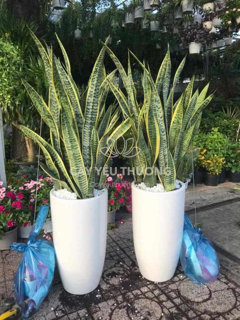 món quà khai trương ý nghĩa, tượng trưng cho tài lộc, may mắn và sự phát triển bền vững tốt nhất năm 2025 - 2026 món quà khai trương ý nghĩa, tượng trưng cho tài lộc, may mắn và sự phát triển bền vững tốt nhất năm 2025 - 2026