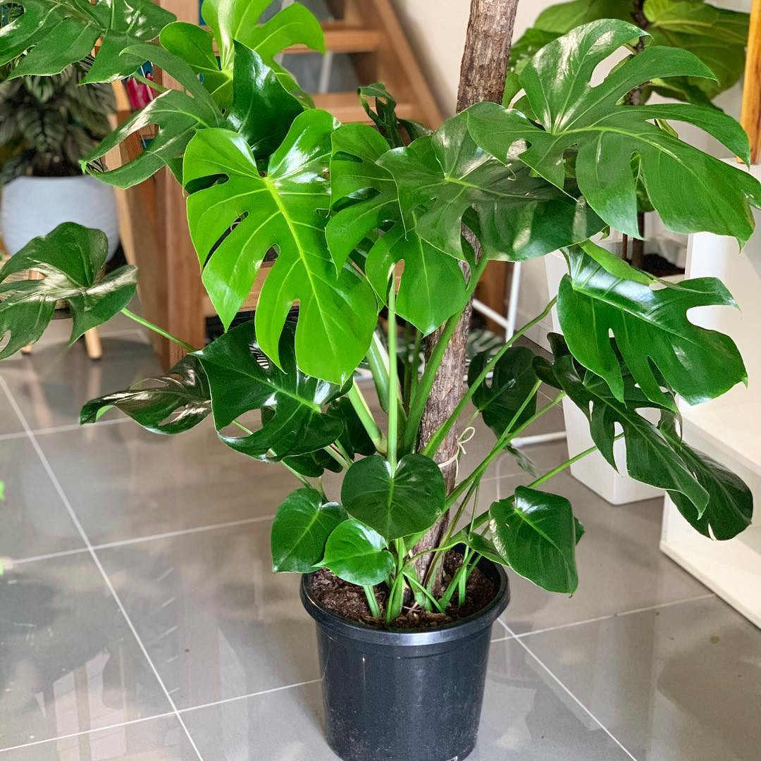 Shop cây online quận 5 | Mẫu cây đẹp TP.HCM- Cây yêu thương