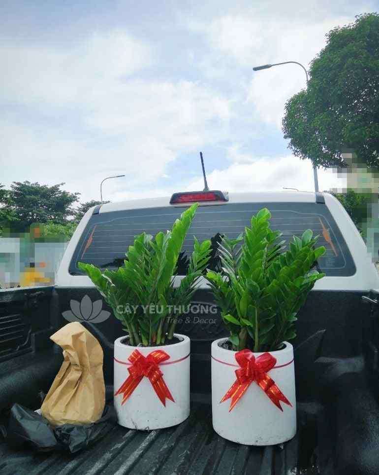 Top 15 cây cảnh tặng khai trương ý nghĩa,Đẹp,giá rẻ tại Tp.HCM