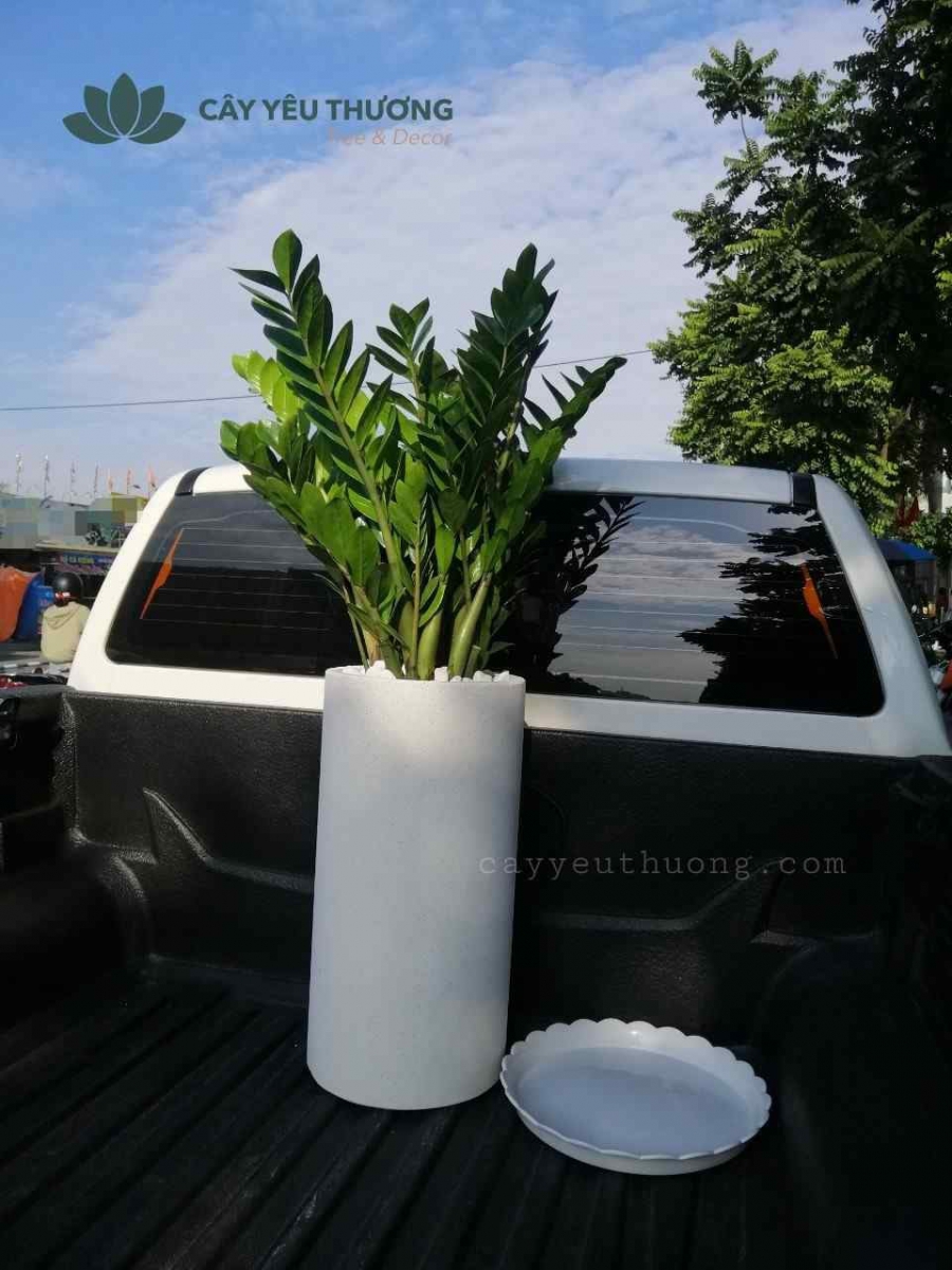 Top 15 cây cảnh tặng khai trương ý nghĩa,Đẹp,giá rẻ tại Tp.HCM Top 15 cây cảnh tặng khai trương ý nghĩa,Đẹp,giá rẻ tại Tp.HCM