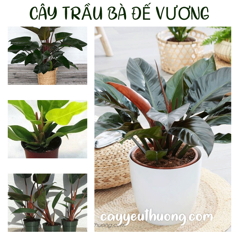 Mua cây Trầu Bà Đế Vương ở quận1 | quận 2 | quận 3 | quận 4 | quận 5 | quận 6 | quận 7 | quận 8 | quận 9 | quận 10 | quận 11 | quận 12.