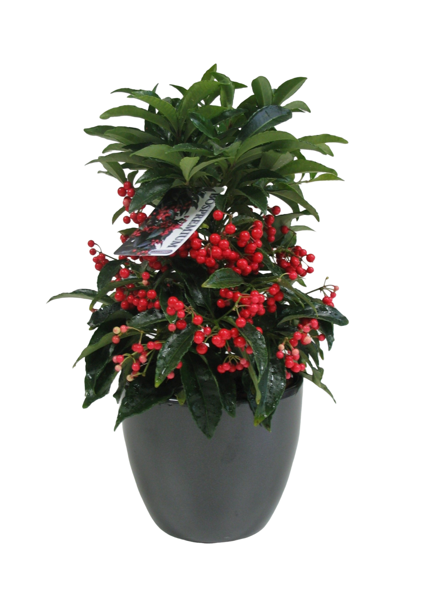 Cây Kim Ngân Lượng (cây ngày tết)