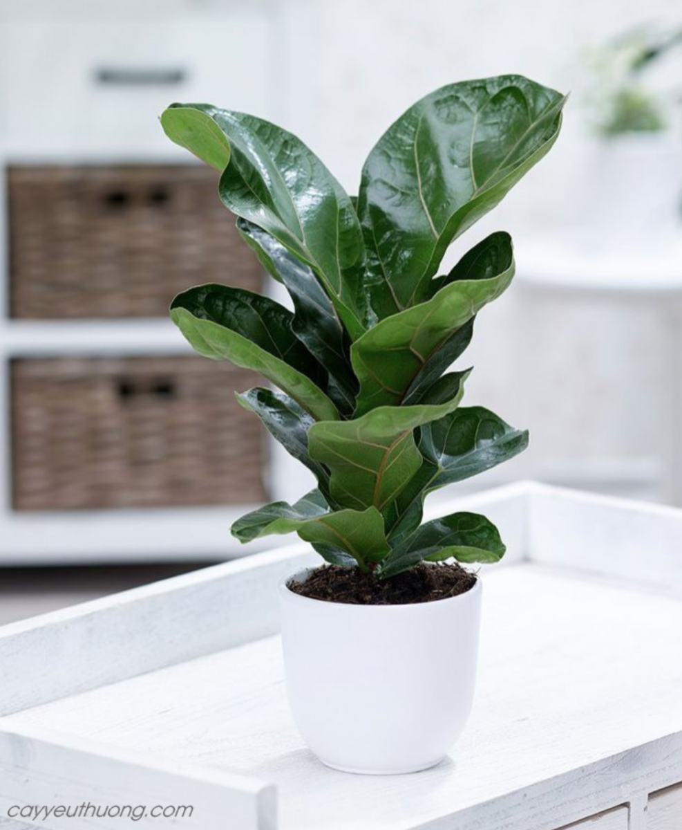 Mua Cây bàng Singapore ở quận1 | quận 2 | quận 3 | quận 4 | quận 5 | quận 6 | quận 7 | quận 8 | quận 9 | quận 10 | quận 11 | quận 12. Mua Cây bàng Singapore ở quận1 | quận 2 | quận 3 | quận 4 | quận 5 | quận 6 | quận 7 | quận 8 | quận 9 | quận 10 | quận 11 | quận 12.