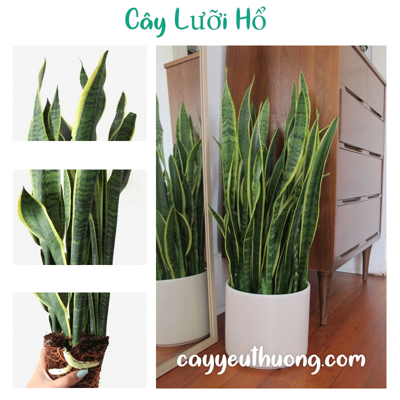 Mua Cây lưỡi hổ ở khu vực Quận Bình Tân | Quận Tân Bình | Quận Thủ Đức | Quận Tân Phú | Quận Gò Vấp. Mua Cây lưỡi hổ ở khu vực Quận Bình Tân | Quận Tân Bình | Quận Thủ Đức | Quận Tân Phú | Quận Gò Vấp.