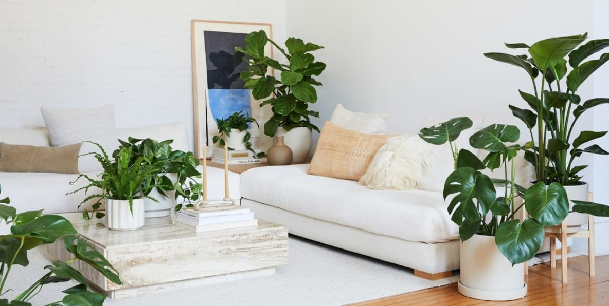 CÁCH CHỌN CÂY PHÙ HỢP VỚI ÁNH SÁNG TRONG KHÔNG GIAN CỦA BẠN