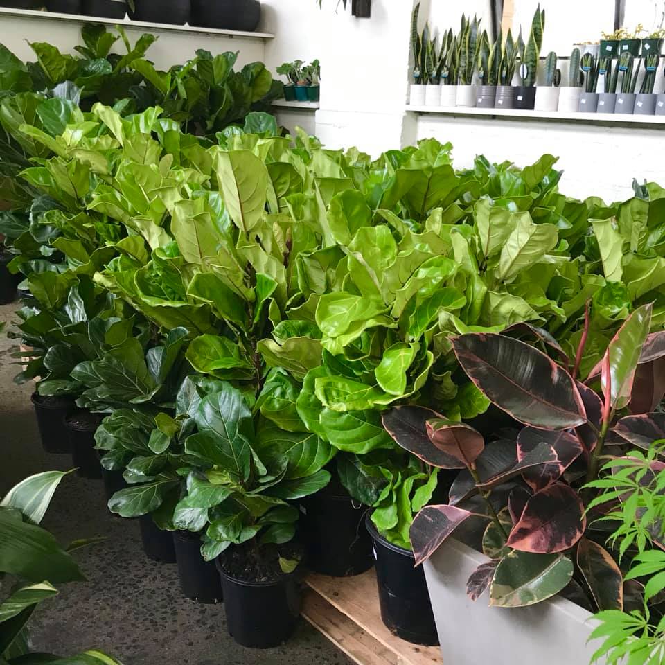 Shop cây online quận 9 đẹp, giá rẻ TP.HCM - Cây yêu thương