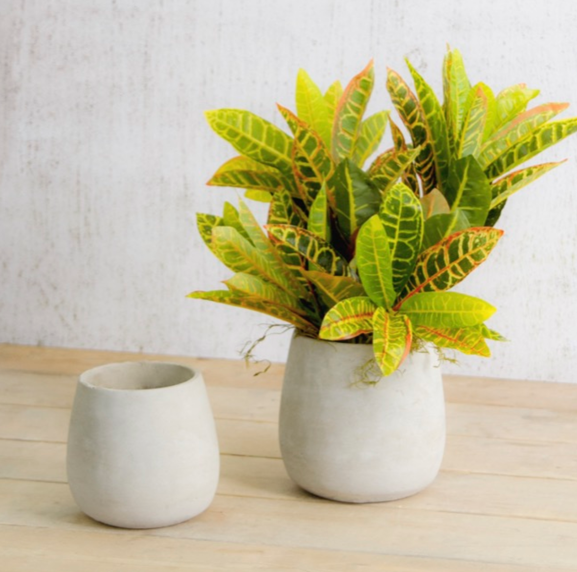 Shop cây online quận Tân Phú uy tín, chất lượng - Cây yêu thương Shop cây online quận Tân Phú uy tín, chất lượng - Cây yêu thương