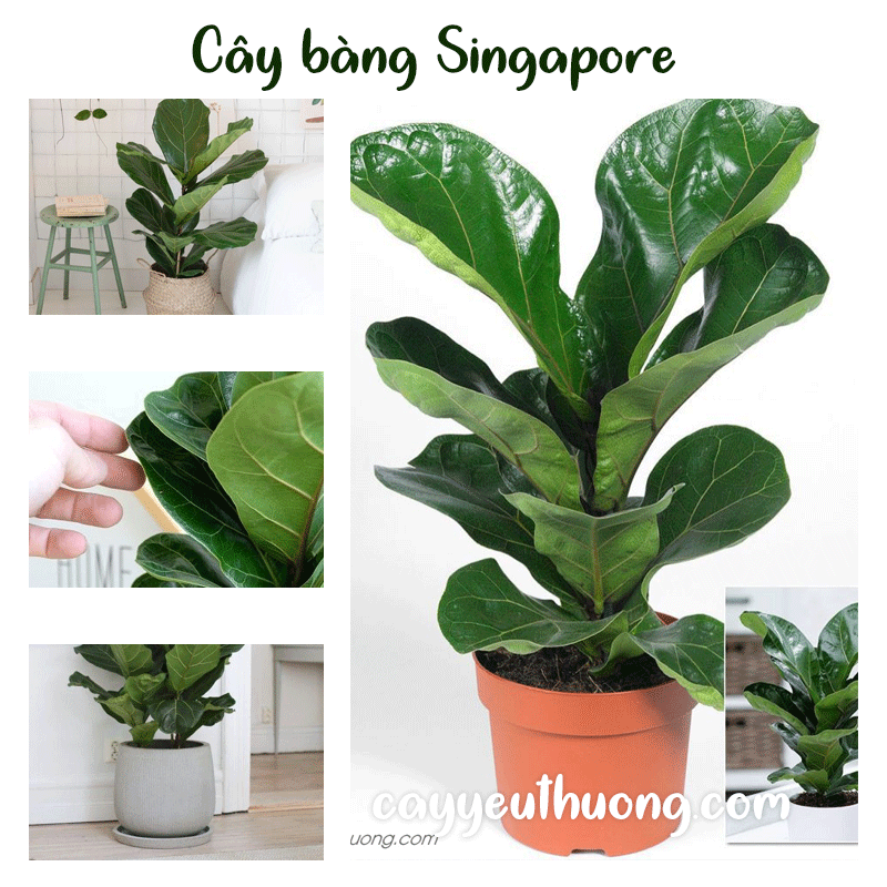 Mua Cây bàng Singapore ở quận1 | quận 2 | quận 3 | quận 4 | quận 5 | quận 6 | quận 7 | quận 8 | quận 9 | quận 10 | quận 11 | quận 12. Mua Cây bàng Singapore ở quận1 | quận 2 | quận 3 | quận 4 | quận 5 | quận 6 | quận 7 | quận 8 | quận 9 | quận 10 | quận 11 | quận 12.