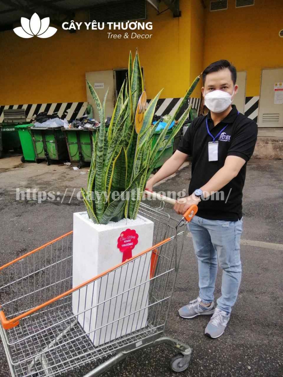 Top 12 cây cảnh tặng khai trương đẹp,ý nghĩa nhất 2022-2023