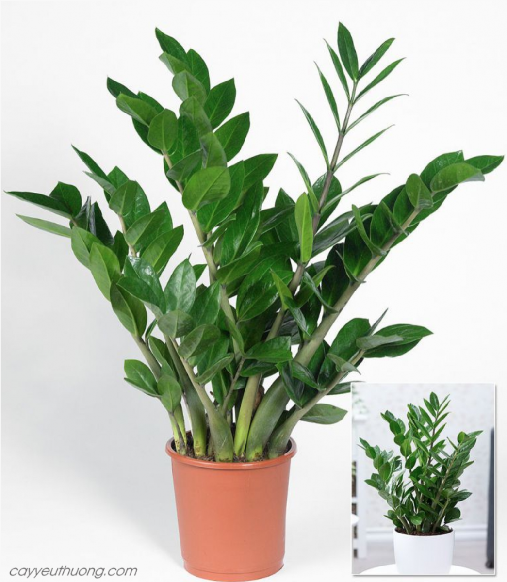 CÂY KIM TIỀN (KIM PHÁT TÀI)