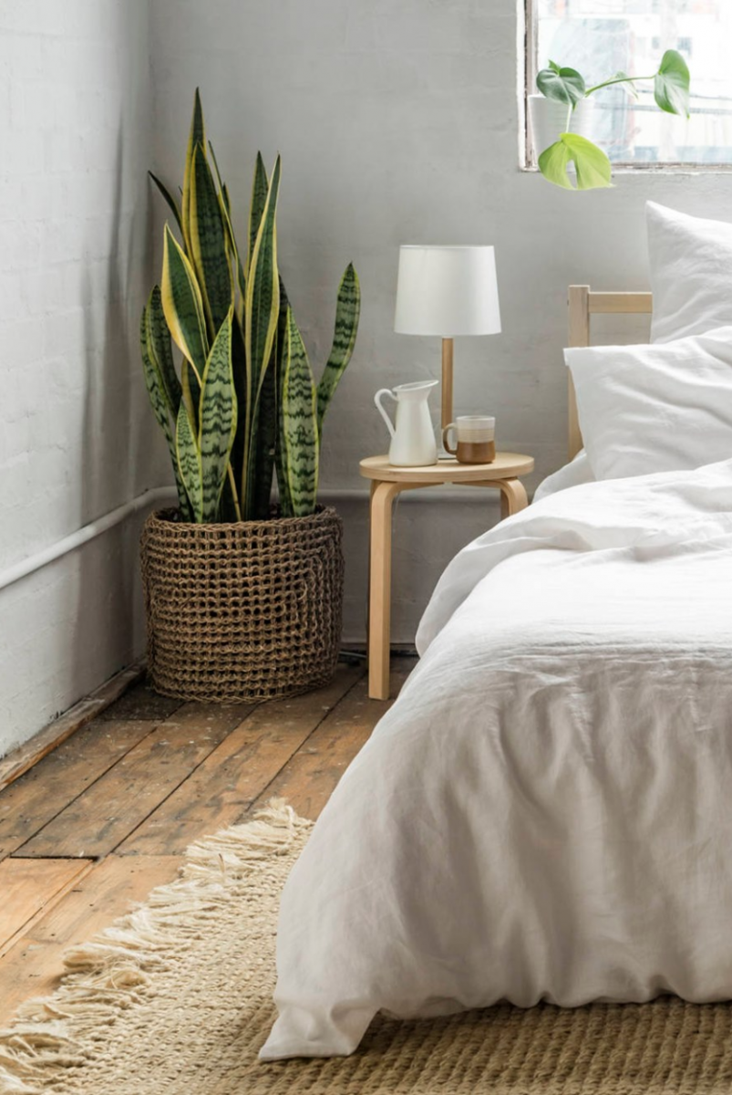 Shop cây quận Tân Bình uy tín, chất lượng - Cây yêu thương