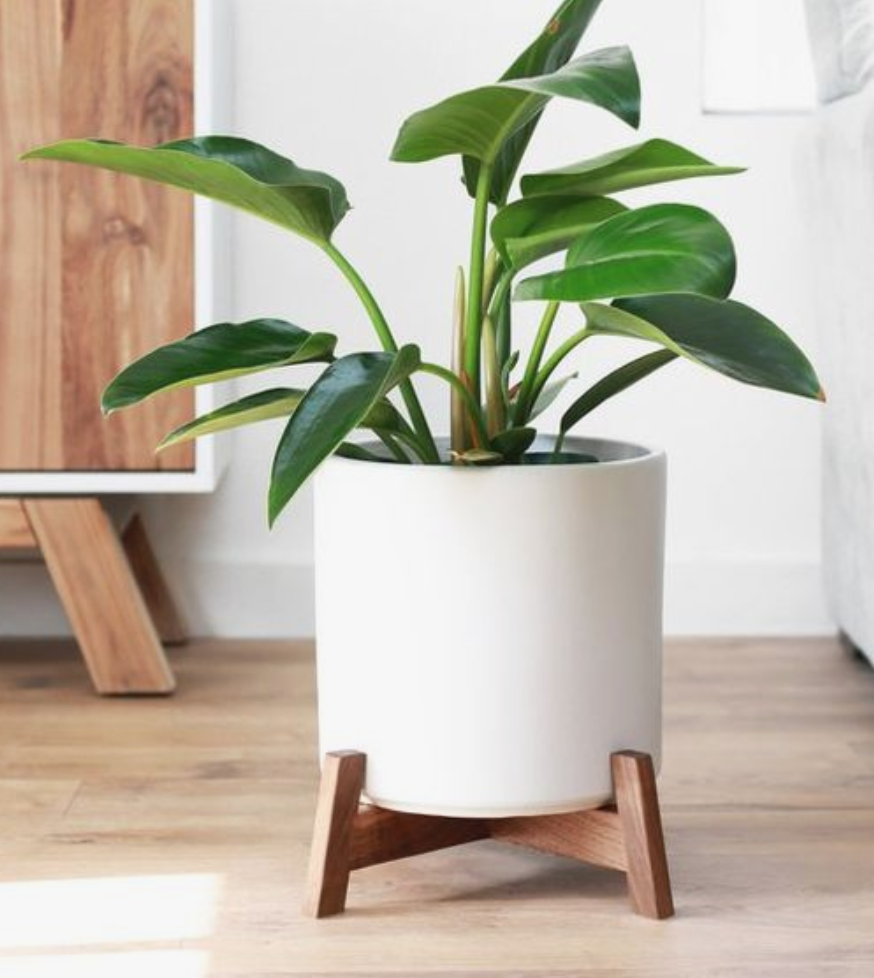 Shop cây quận Phú Nhuận uy tín, chất lượng - Cây yêu thương Shop cây quận Phú Nhuận uy tín, chất lượng - Cây yêu thương