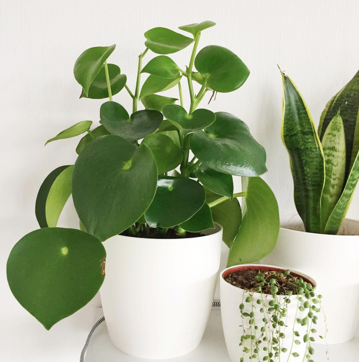 SHOP CÂY ONLINE QUẬN 12 CAM KẾT CHẤT LƯỢNG TP.HCM - CÂY YÊU THƯƠNG SHOP CÂY ONLINE QUẬN 12 CAM KẾT CHẤT LƯỢNG TP.HCM - CÂY YÊU THƯƠNG