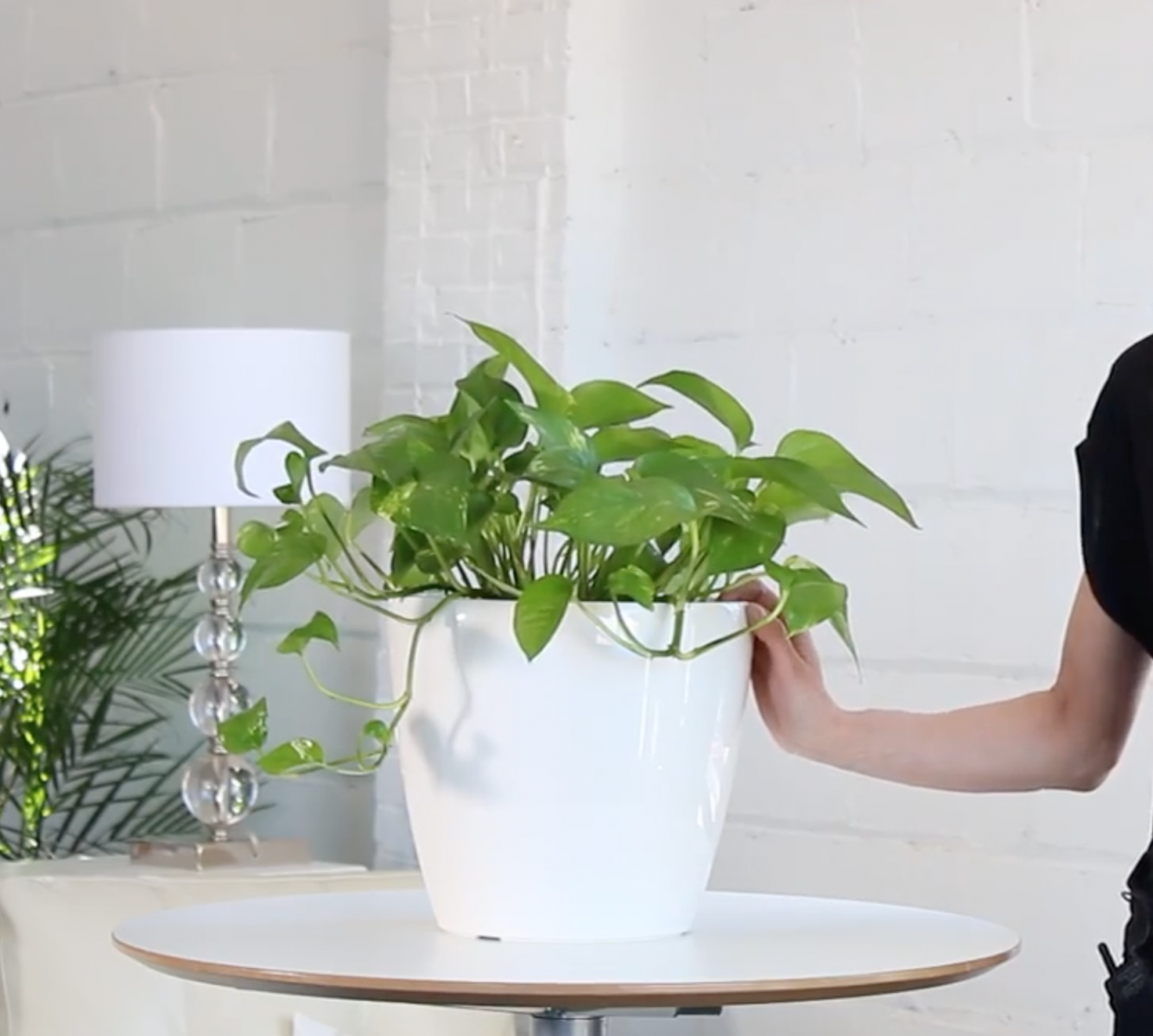 Shop cây online quận Bình Thạnh | Giao cây tận nhà - cây yêu thương