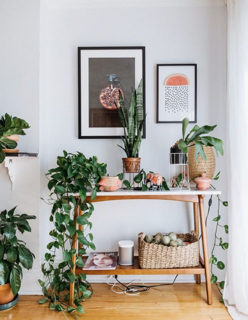 Shop cây online quận 4| Chất lượng, đẹp, giá rẻ TP.HCM- Cây yêu thương