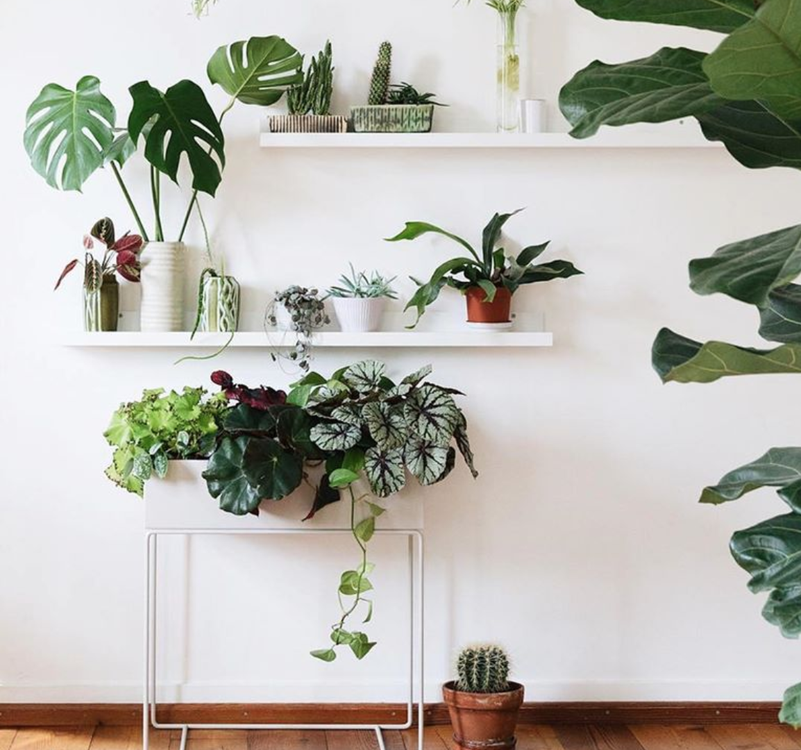 Shop cây online quận 11 cam kết chất lượng TP.HCM - Cây yêu thương Shop cây online quận 11 cam kết chất lượng TP.HCM - Cây yêu thương