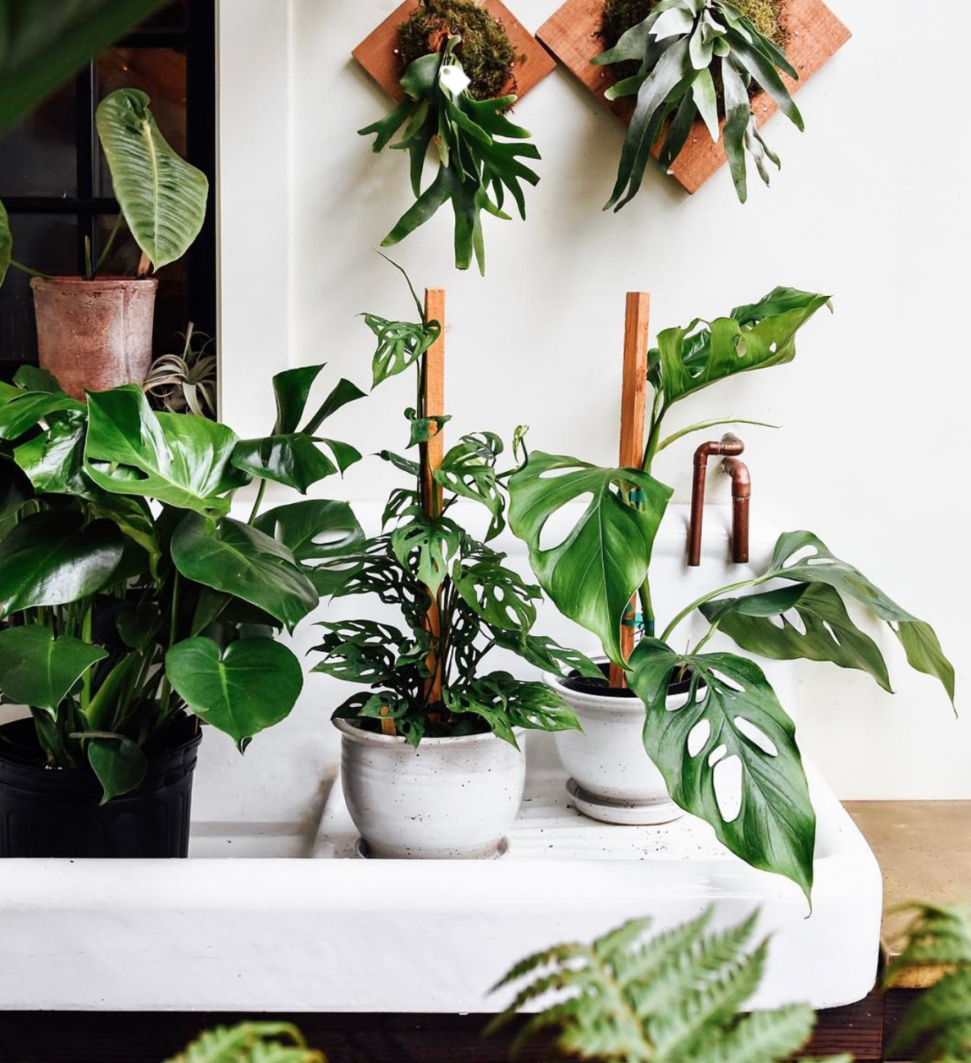 Shop cây online quận 8 chất lượng, đẹp, giá rẻ TP.HCM - Cây yêu thương