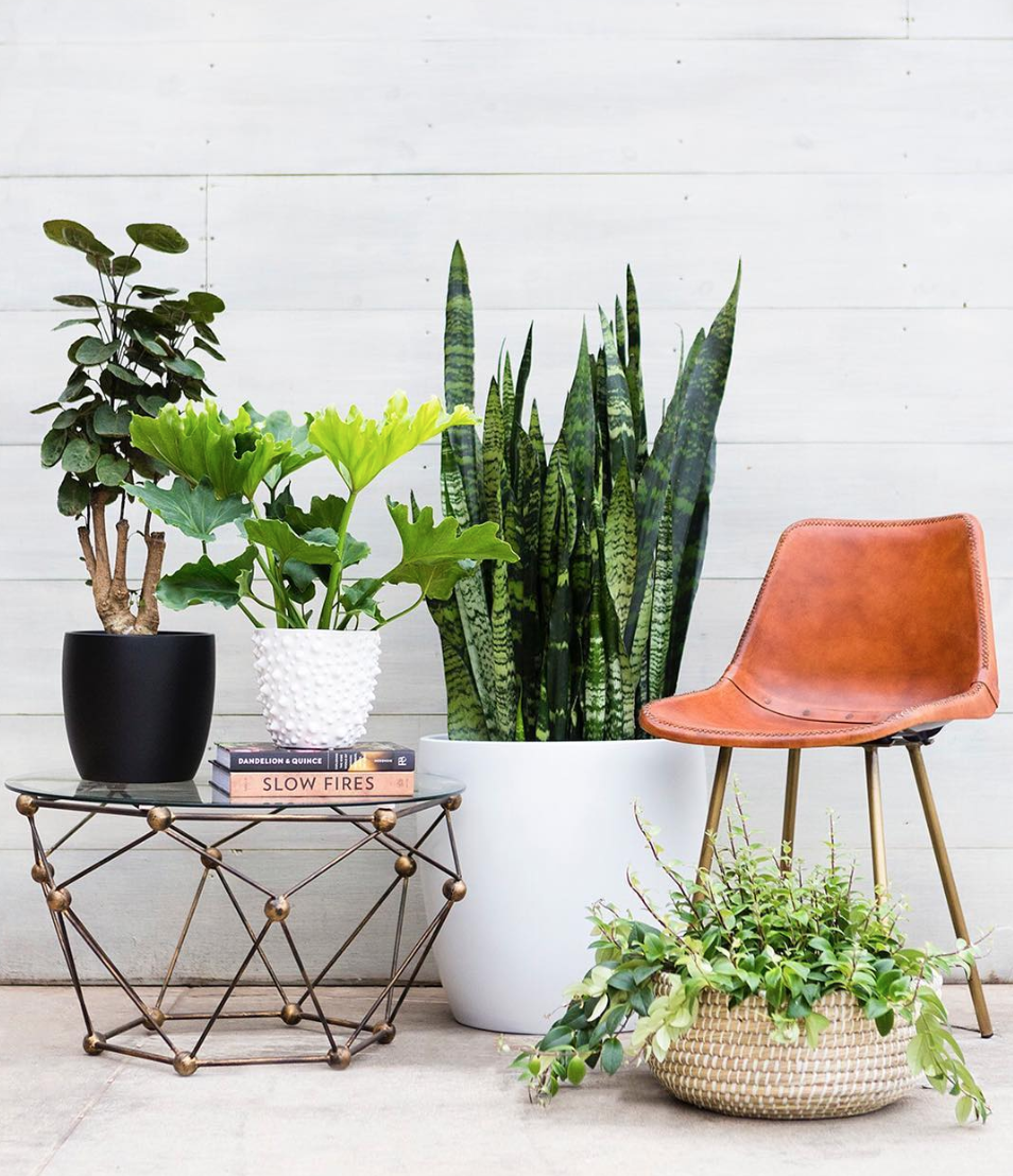 Shop cây online quận 1| Giao cây tận nhà - cây yêu thương Shop cây online quận 1| Giao cây tận nhà - cây yêu thương