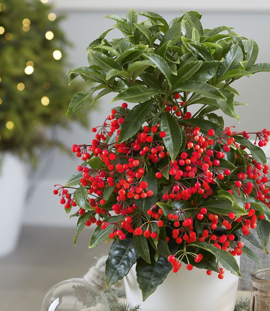 Cây Kim Ngân Lượng (cây ngày tết)