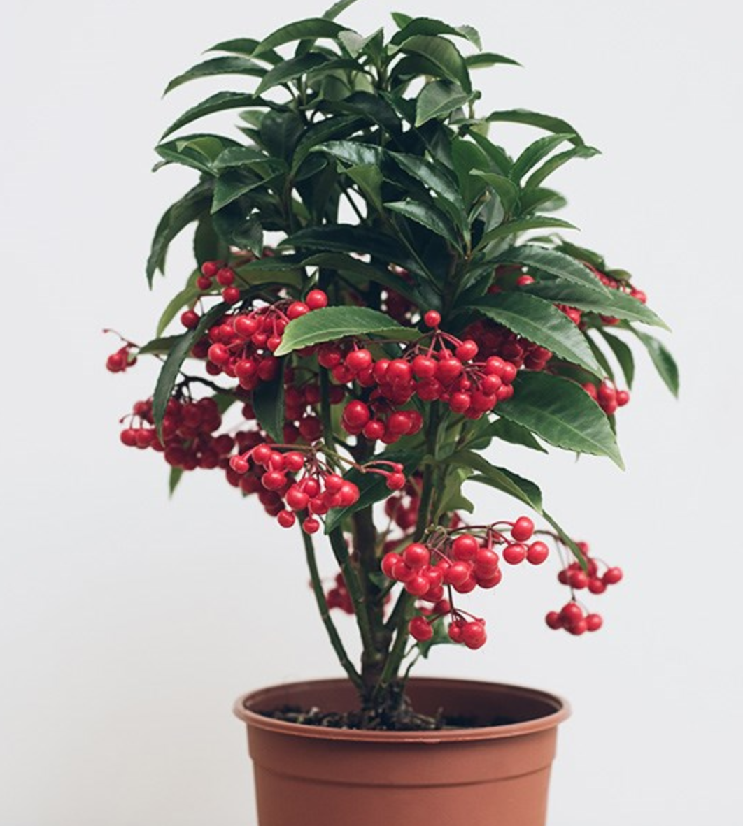 Cây Kim Ngân Lượng (cây ngày tết)