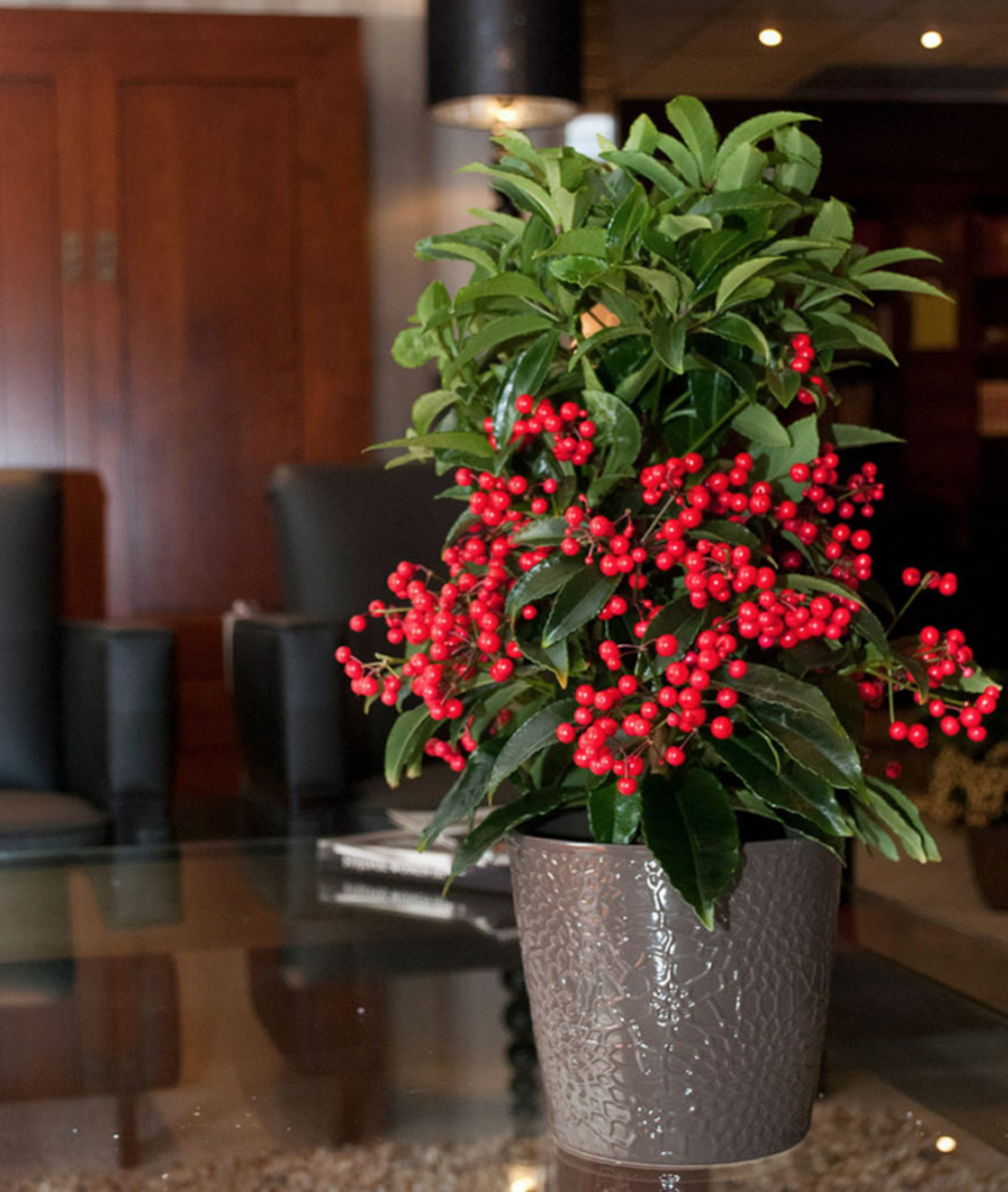 Cây Kim Ngân Lượng (cây ngày tết)