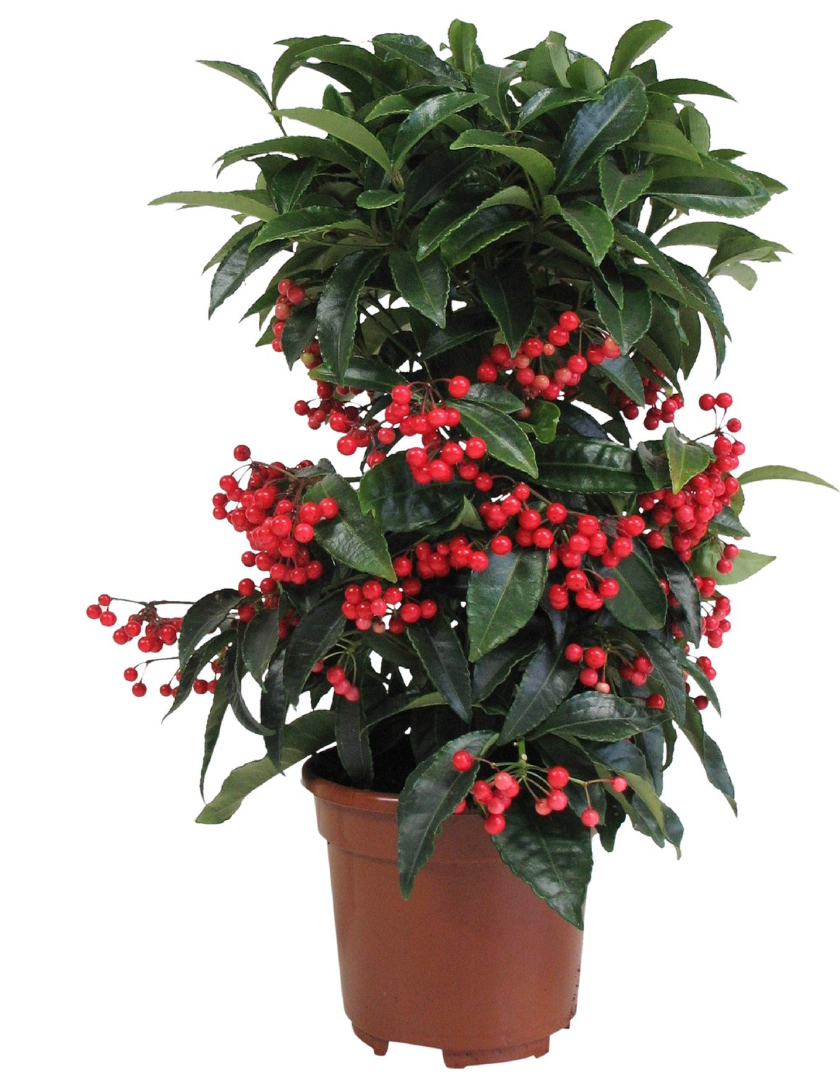 Cây Kim Ngân Lượng (cây ngày tết)