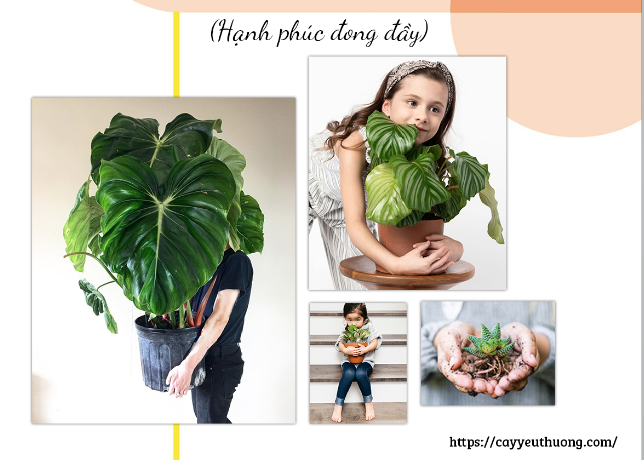 Mua cây rẻ đẹp giá từ 60.000đ tại Hồ Chí Minh Mua cây rẻ đẹp giá từ 60.000đ tại Hồ Chí Minh