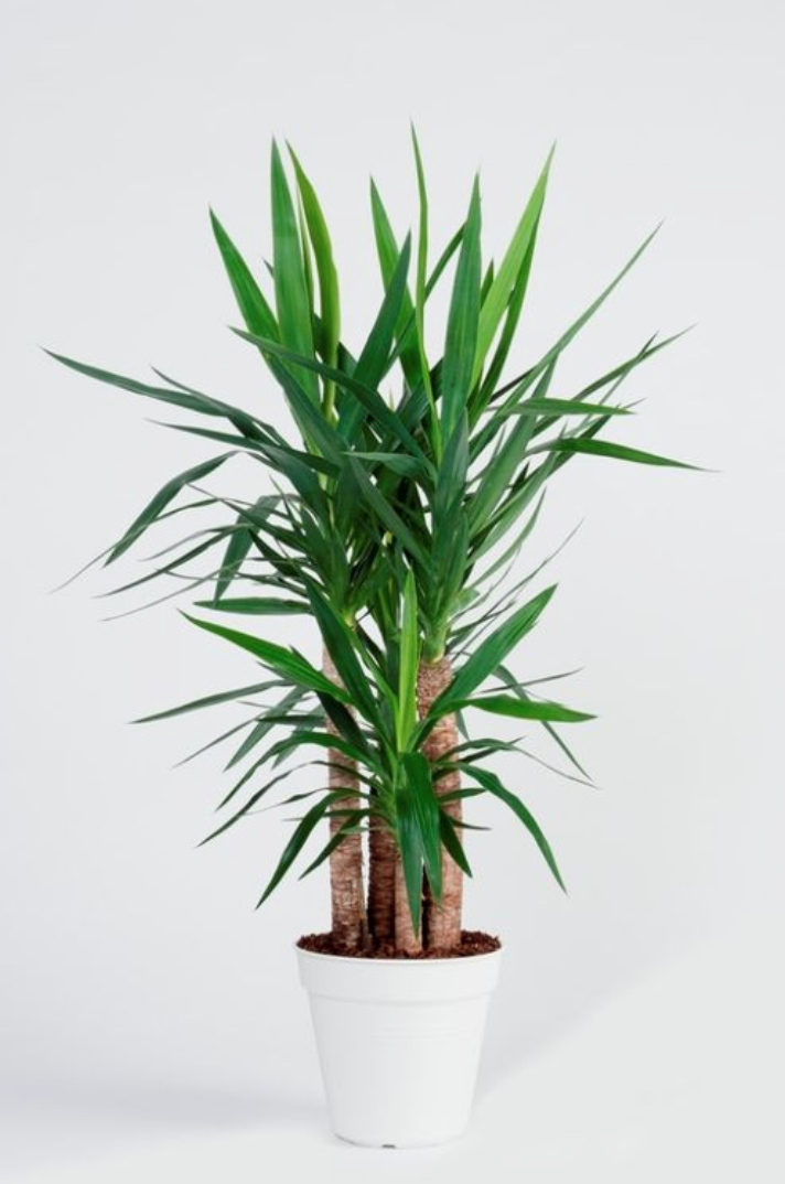 Mua cây phát tài ở quận 3 | quận 4 | quận 5 | quận 6 | quận 7 | quận8 | quận 9 | quận 10 | quận 11 | quận 12.