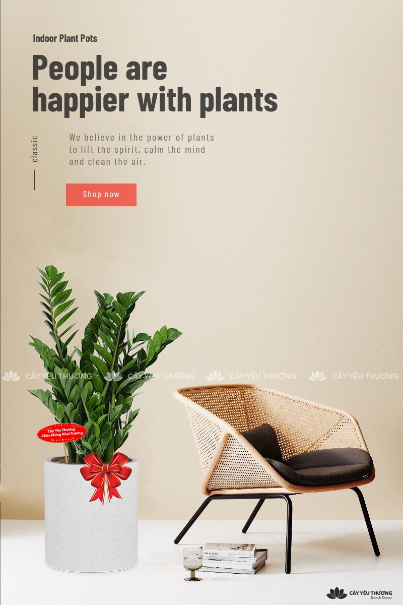 MUA CÂY TẶNG KHAI TRƯƠNG,CÂY TẶNG SINH NHẬT Ở QUẬN 2 TP.HCM - CÂY YÊU THƯƠNG