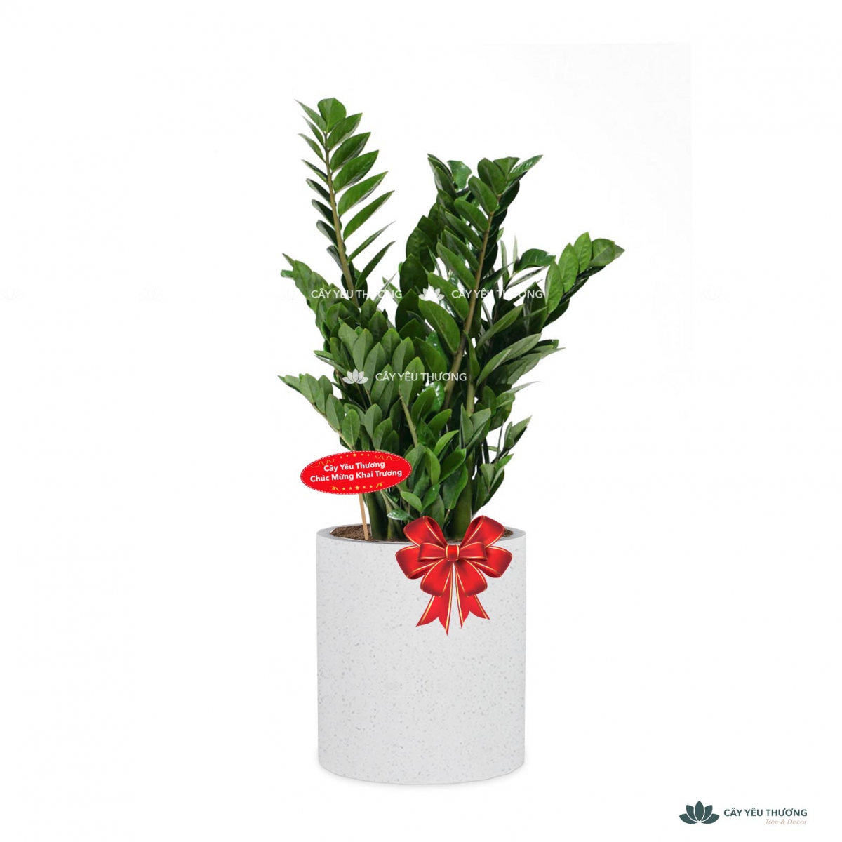 MUA CÂY TẶNG KHAI TRƯƠNG,CÂY TẶNG SINH NHẬT Ở QUẬN 2 TP.HCM - CÂY YÊU THƯƠNG