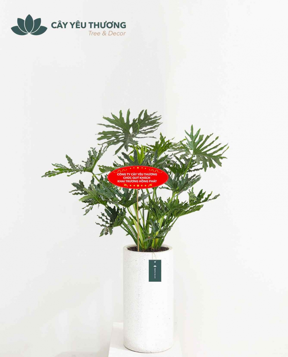 Top 15 cây cảnh tặng khai trương ý nghĩa,Đẹp,giá rẻ tại Tp.HCM Top 15 cây cảnh tặng khai trương ý nghĩa,Đẹp,giá rẻ tại Tp.HCM