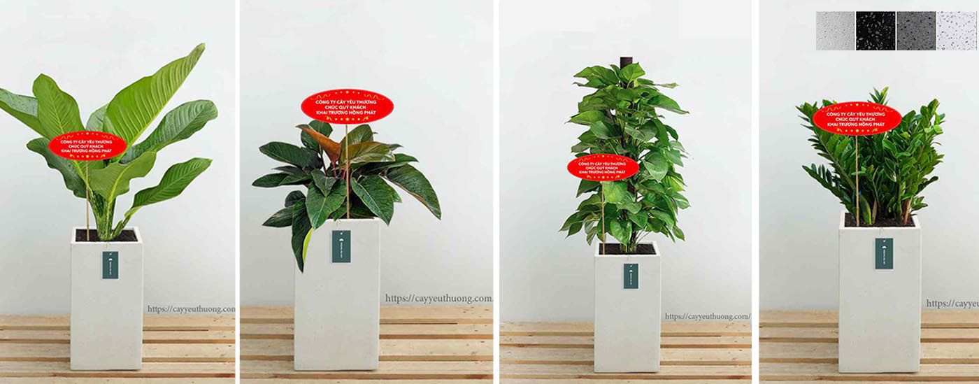 Top 15 cây cảnh tặng khai trương ý nghĩa,Đẹp,giá rẻ tại Tp.HCM Top 15 cây cảnh tặng khai trương ý nghĩa,Đẹp,giá rẻ tại Tp.HCM