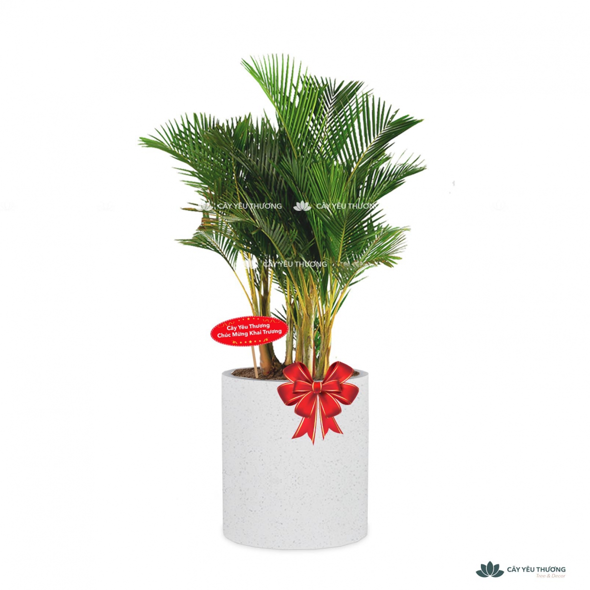 MUA CÂY TẶNG KHAI TRƯƠNG,CÂY TẶNG SINH NHẬT Ở QUẬN 6 TP.HCM - CÂY YÊU THƯƠNG