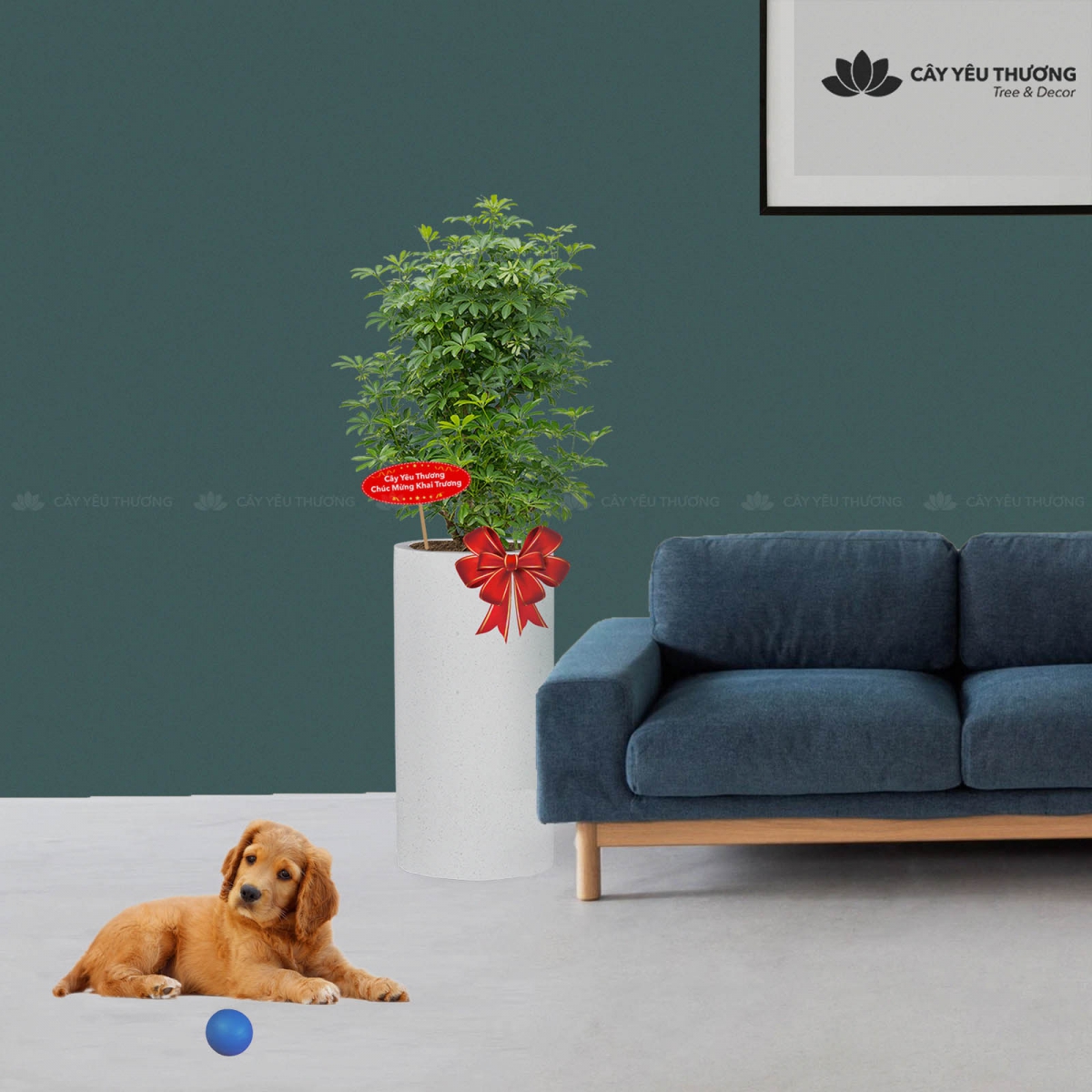 MUA CÂY TẶNG KHAI TRƯƠNG,CÂY TẶNG SINH NHẬT Ở QUẬN 7 TP.HCM - CÂY YÊU THƯƠNG