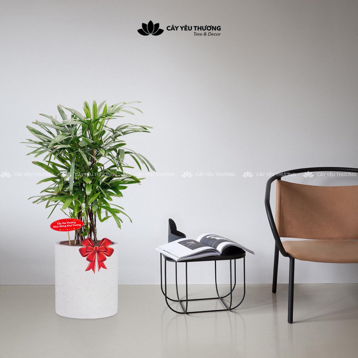 MUA CÂY TẶNG KHAI TRƯƠNG,CÂY TẶNG SINH NHẬT Ở QUẬN 4 TP.HCM - CÂY YÊU THƯƠNG