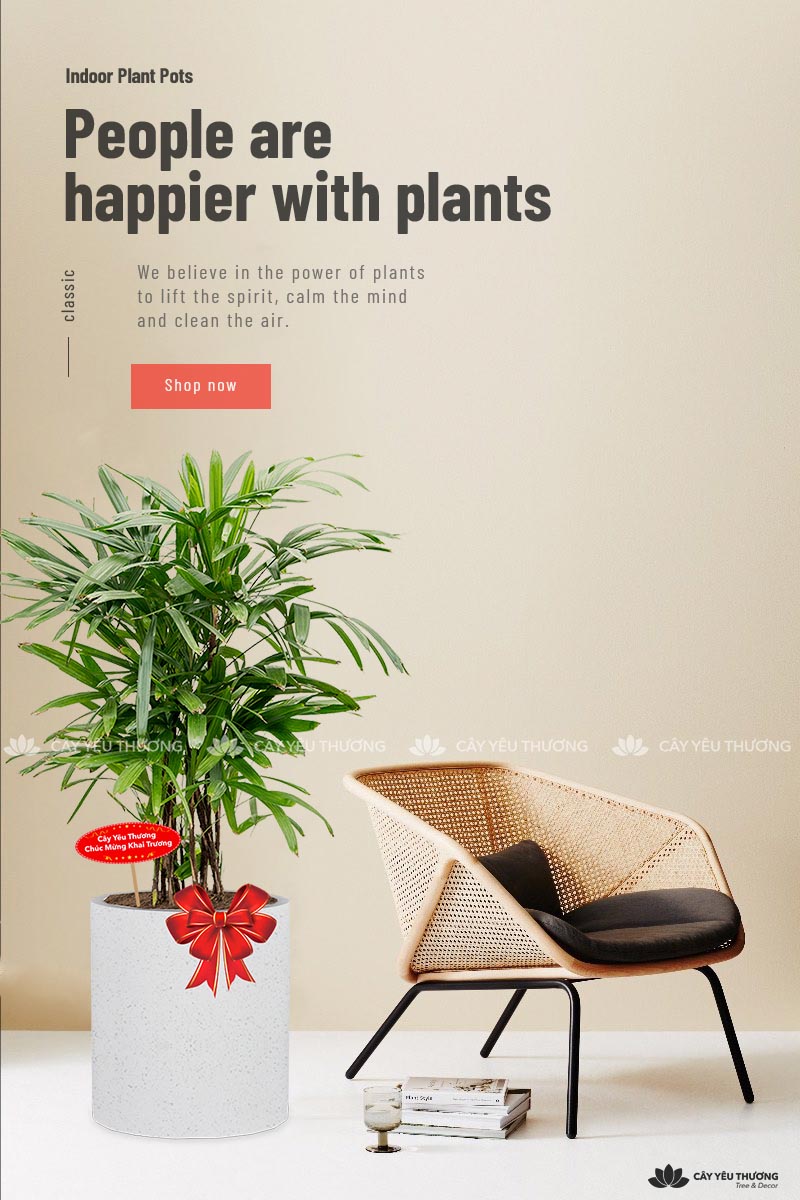 MUA CÂY TẶNG KHAI TRƯƠNG,CÂY TẶNG SINH NHẬT Ở QUẬN 4 TP.HCM - CÂY YÊU THƯƠNG