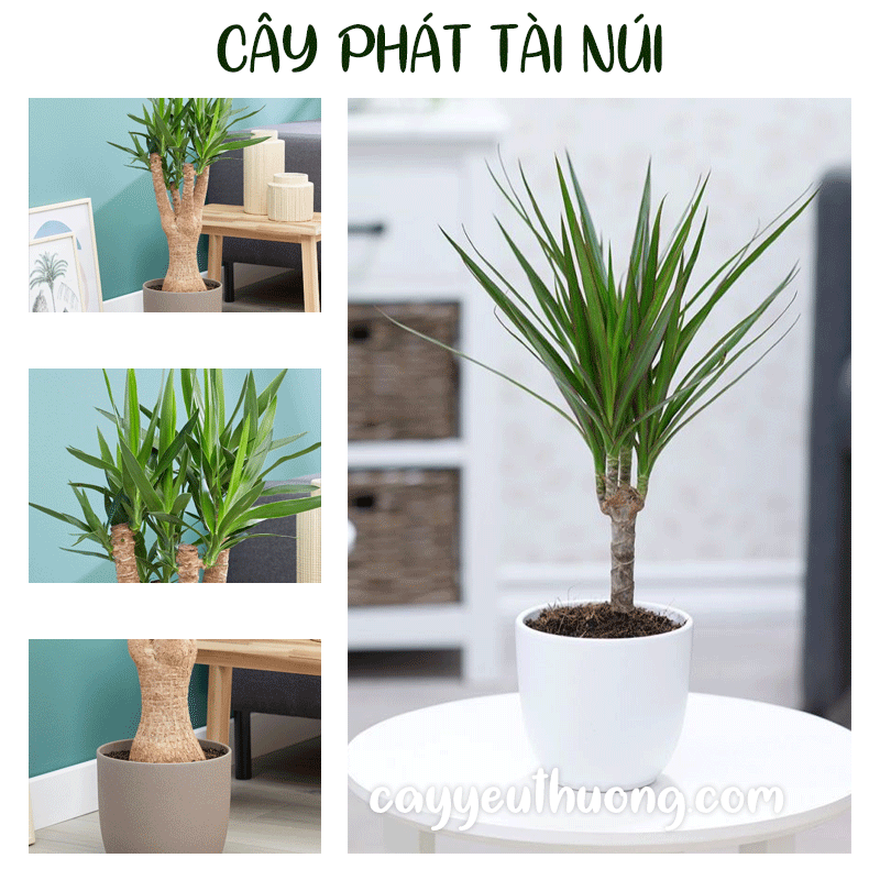 Mua cây phát tài ở quận 3 | quận 4 | quận 5 | quận 6 | quận 7 | quận8 | quận 9 | quận 10 | quận 11 | quận 12. Mua cây phát tài ở quận 3 | quận 4 | quận 5 | quận 6 | quận 7 | quận8 | quận 9 | quận 10 | quận 11 | quận 12.