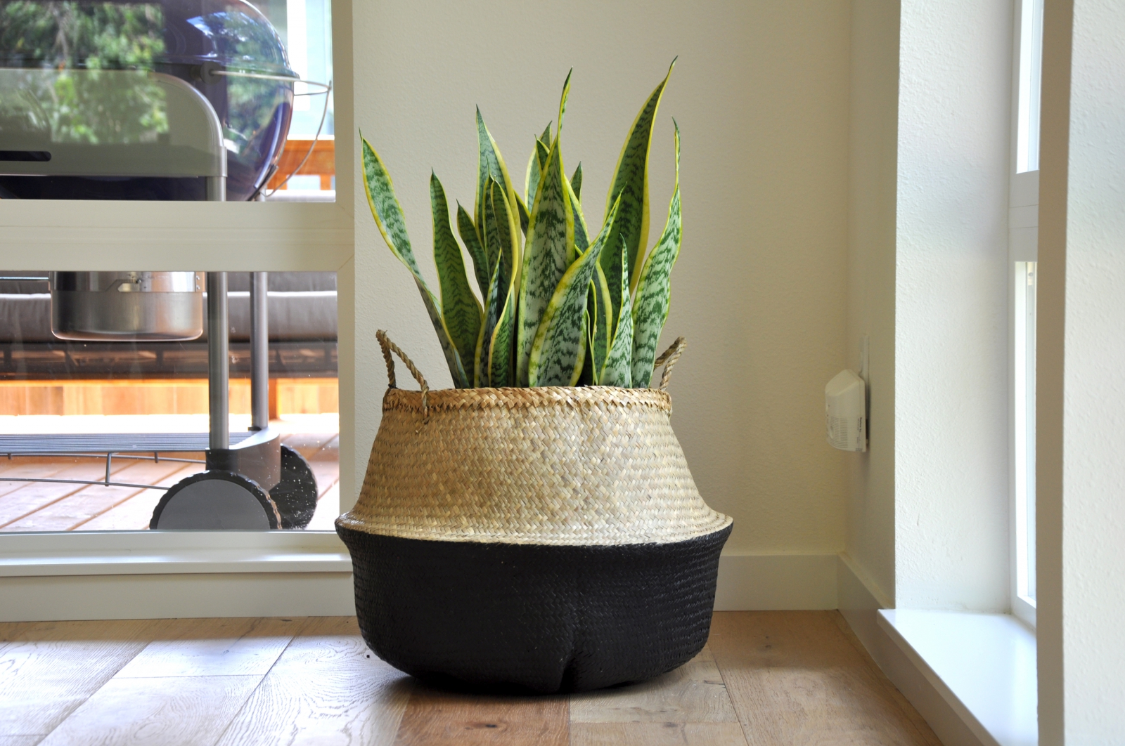 SHOP CÂY ONLINE QUẬN 12 CAM KẾT CHẤT LƯỢNG TP.HCM - CÂY YÊU THƯƠNG SHOP CÂY ONLINE QUẬN 12 CAM KẾT CHẤT LƯỢNG TP.HCM - CÂY YÊU THƯƠNG