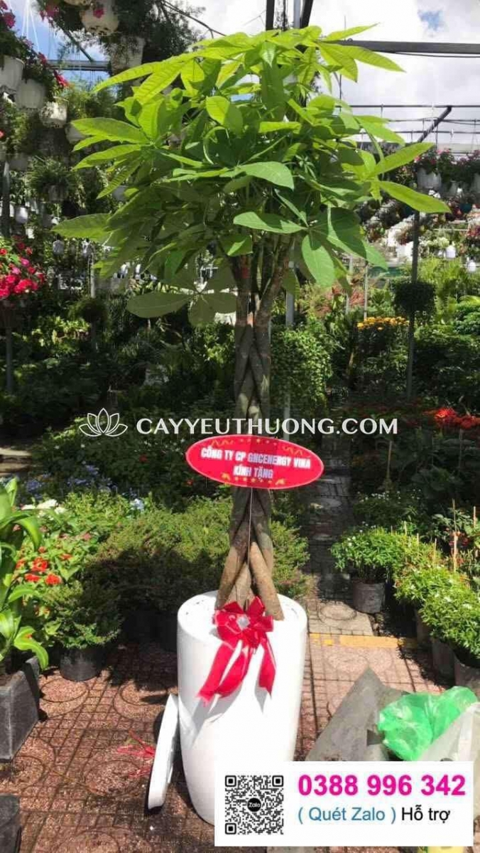 món quà khai trương ý nghĩa, tượng trưng cho tài lộc, may mắn và sự phát triển bền vững tốt nhất năm 2025 - 2026