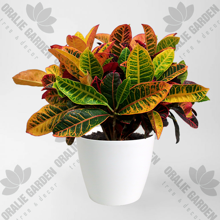 CÂY CÔ TÒNG LÁ MÍT