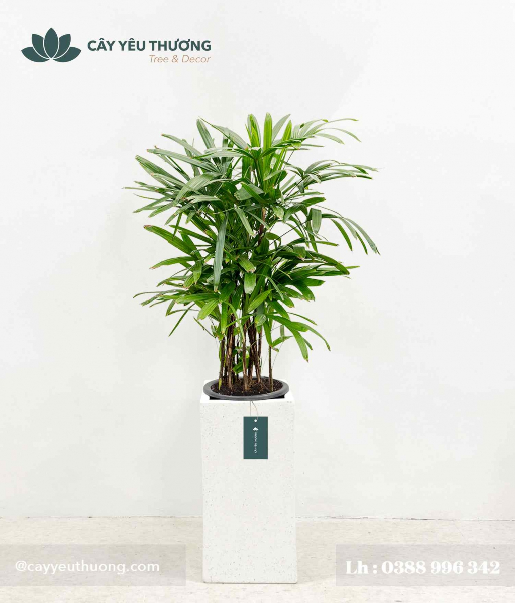 Cây trúc mây - Chậu xi măng,chậu đá mài trụ chữ nhật 30x30x60cm