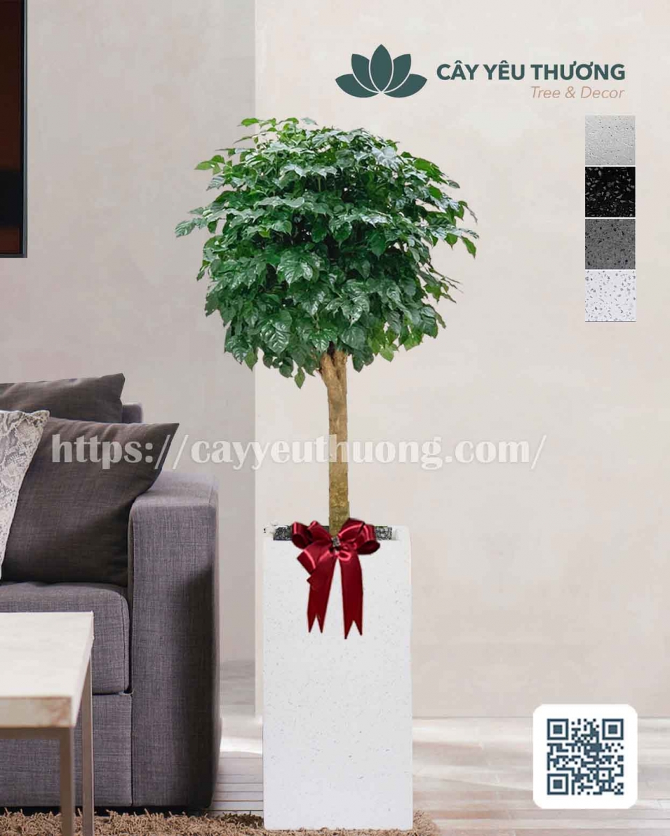 Cây hạnh phúc lớn mừng khai trương sang trọng,may mắn,tài lộc cho gia chủ Cây hạnh phúc lớn mừng khai trương sang trọng,may mắn,tài lộc cho gia chủ