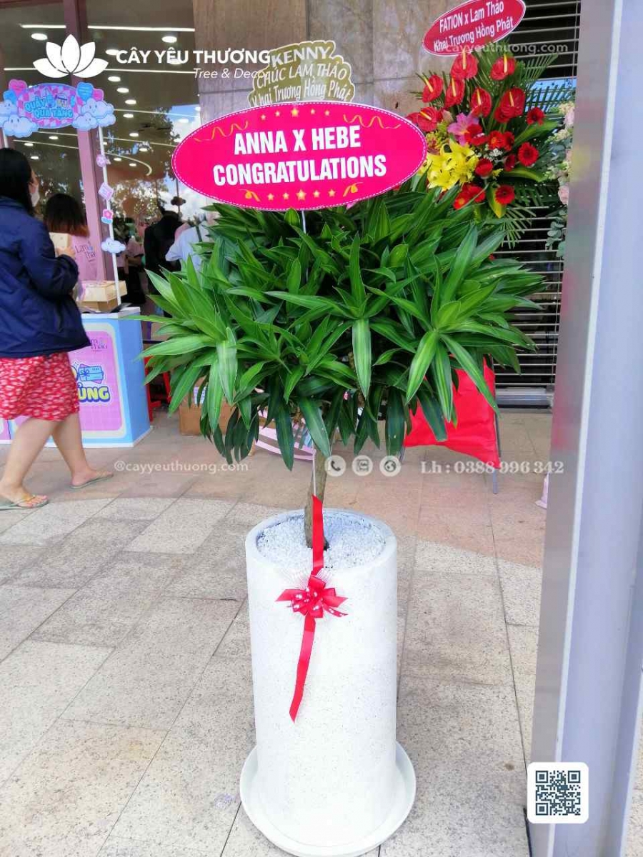 Top 12 cây cảnh tặng khai trương đẹp,ý nghĩa nhất 2022-2023