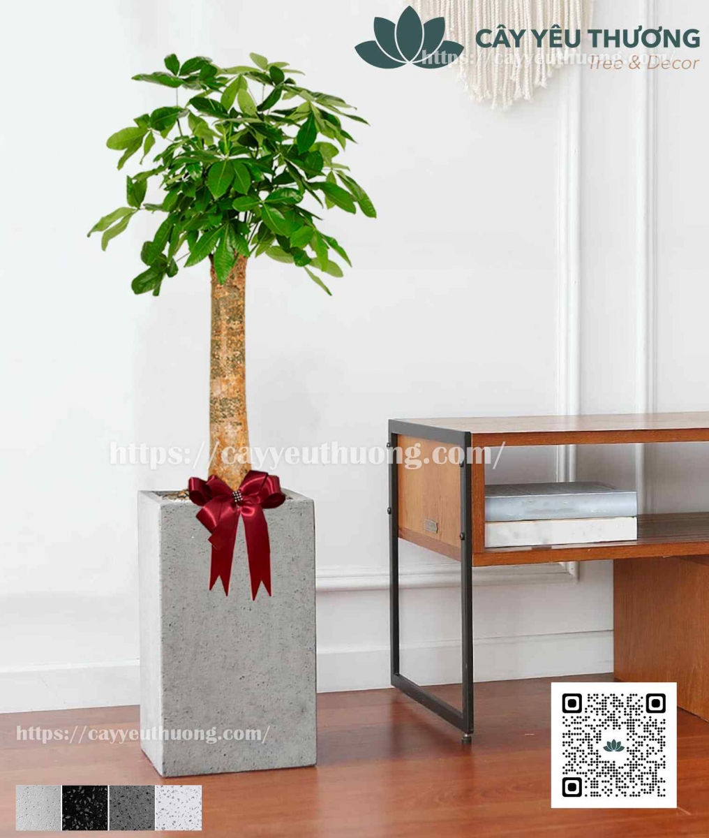 Cây kim ngân 1 thân lớn chậu đá mài trụ chữ nhật