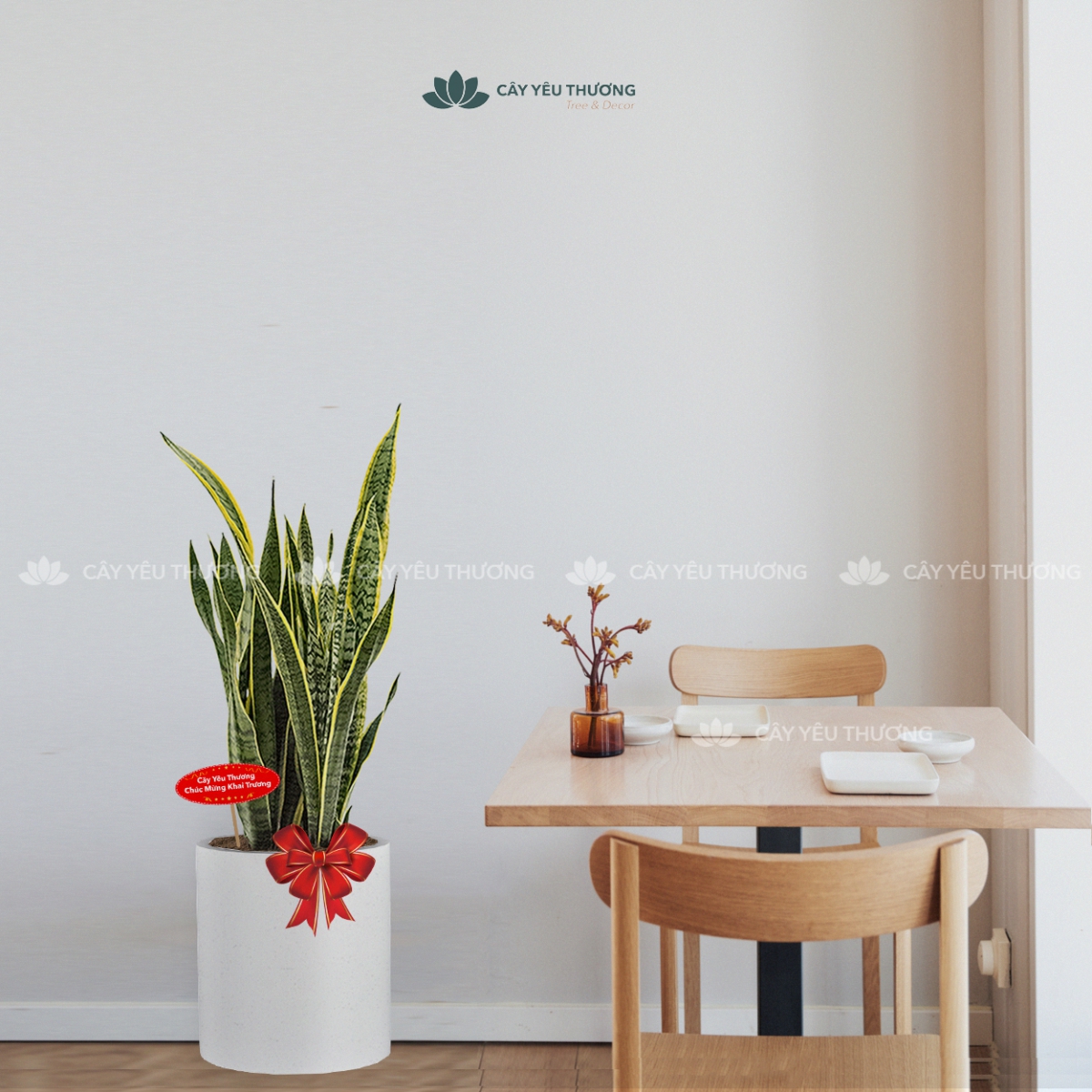 MUA CÂY TẶNG KHAI TRƯƠNG,CÂY TẶNG SINH NHẬT Ở QUẬN 3 TP.HCM - CÂY YÊU THƯƠNG