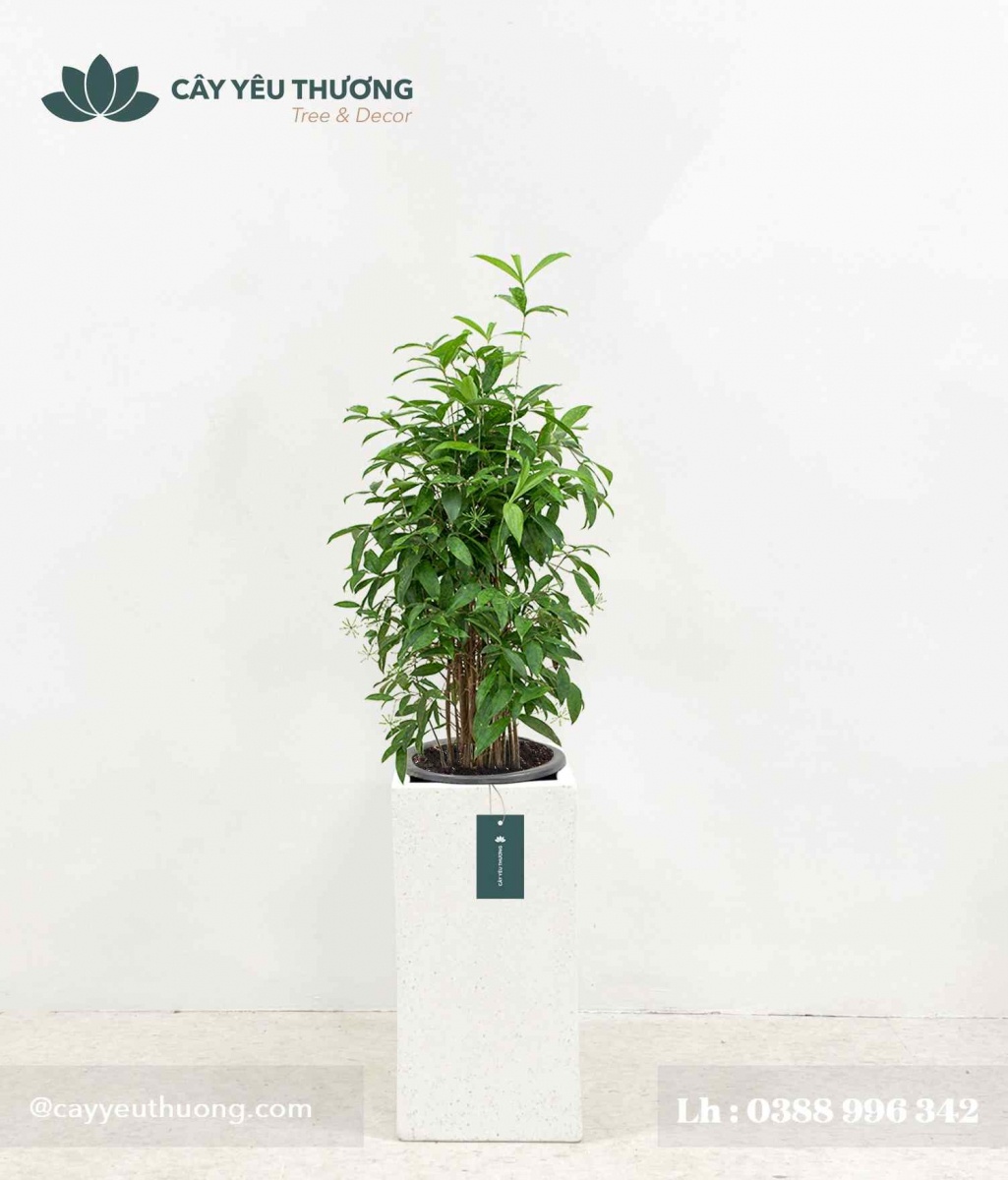 Cây Trúc Nhật - Chậu xi măng,chậu đá mài trụ chữ nhật 30x30x60cm