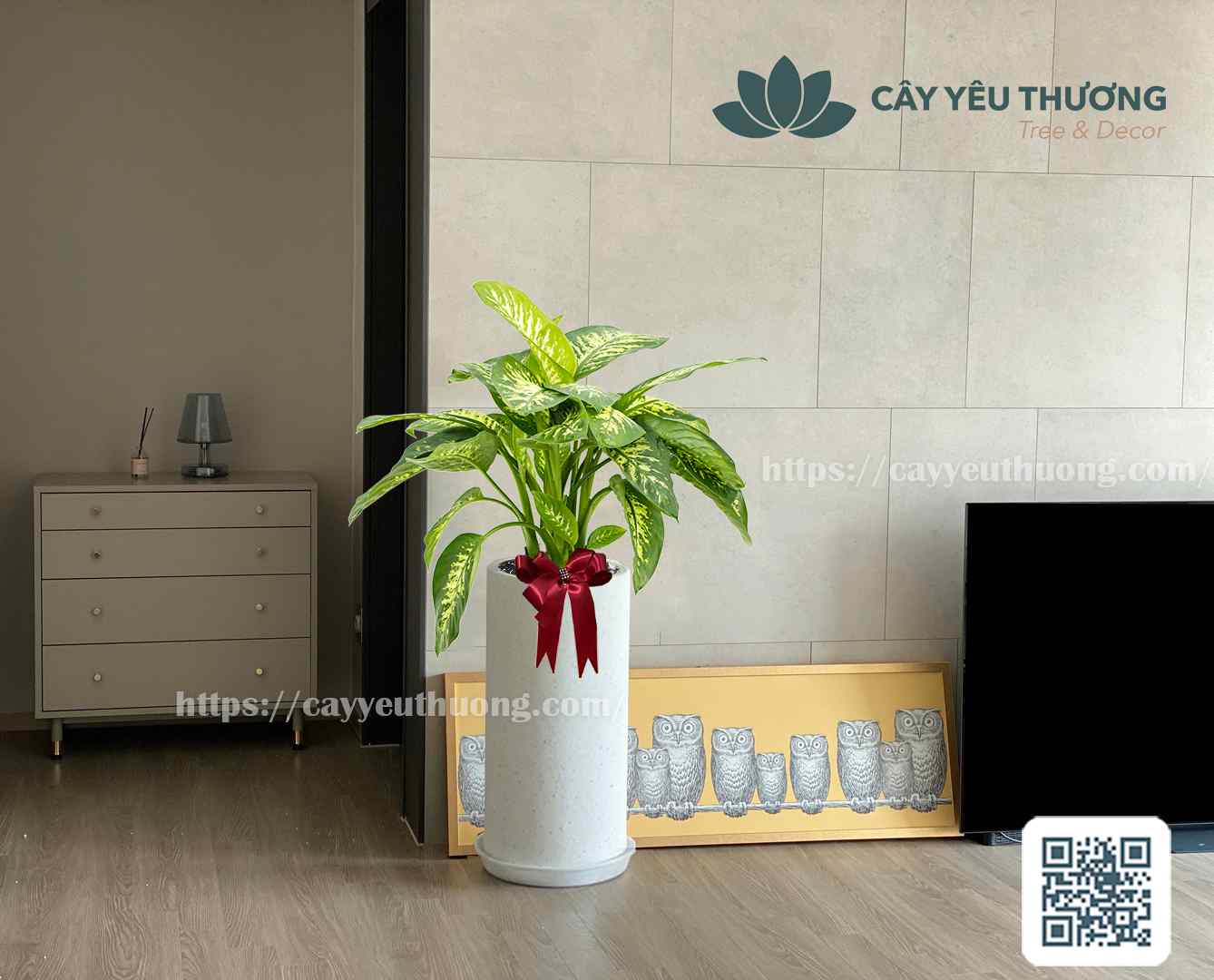 Cây Vạn Niên Thanh - Chậu xi măng,chậu đá mài trụ chữ nhật 30x30x60cm Cây Vạn Niên Thanh - Chậu xi măng,chậu đá mài trụ chữ nhật 30x30x60cm