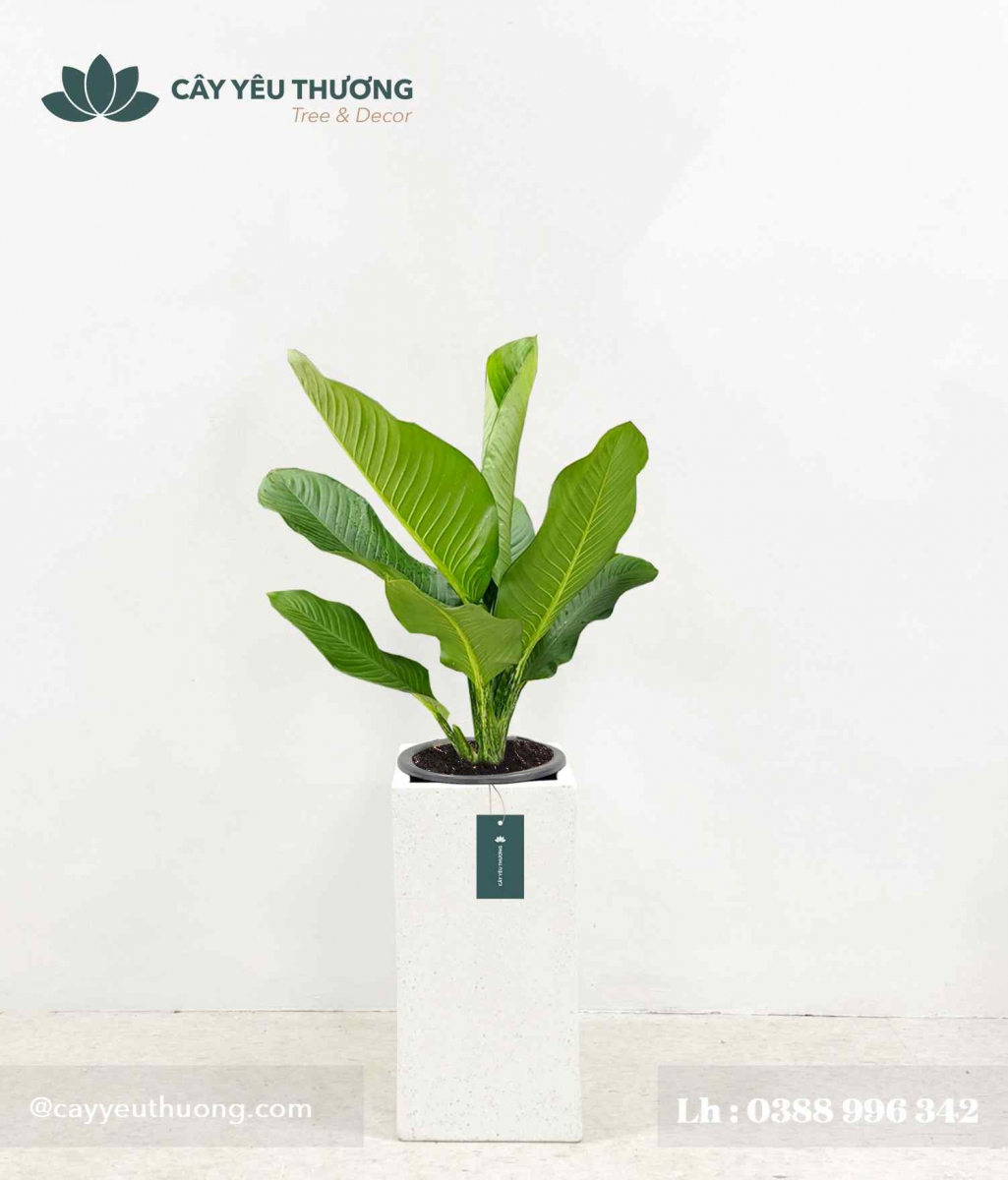 Cây đại phú gia - Chậu xi măng,chậu đá mài trụ chữ nhật 30x30x60cm